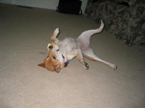 Silly Bella Girl