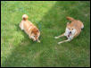 Hanging in the Yard