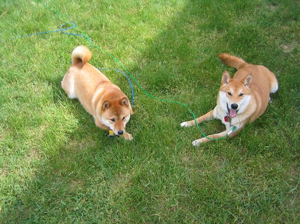 Hanging in the Yard