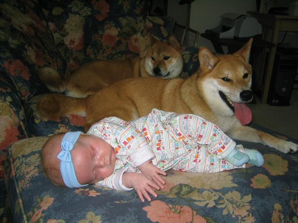Shibas & Baby