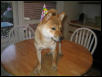 Brewster on the Kitchen Table