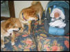 Shiba Inu