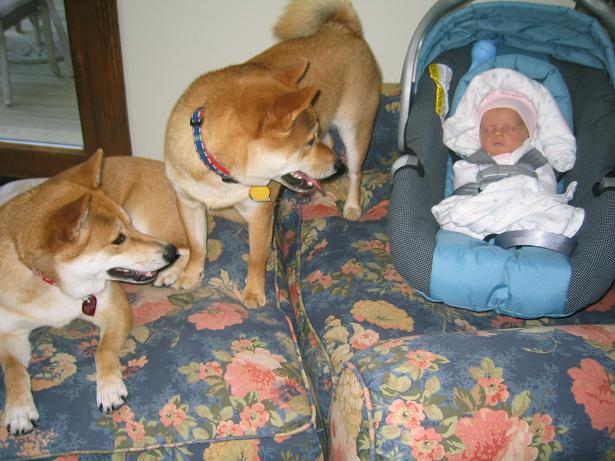 Shiba Inu