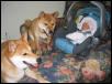 Shibas & Baby