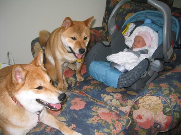 Shibas & Baby