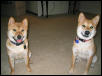 Bella & Brewster