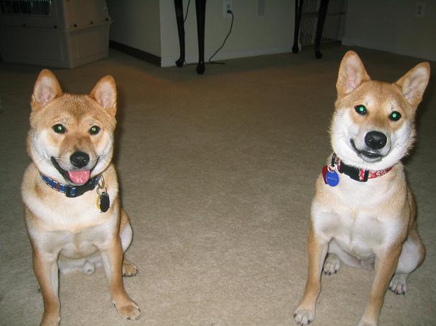 Bella & Brewster