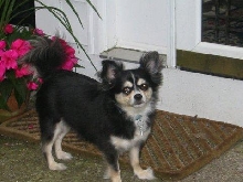 Long hair Chihuahua