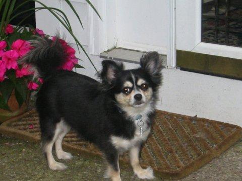 Long hair Chihuahua