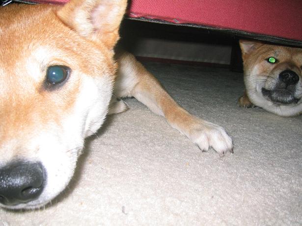 Under Couch