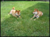 In the Yard