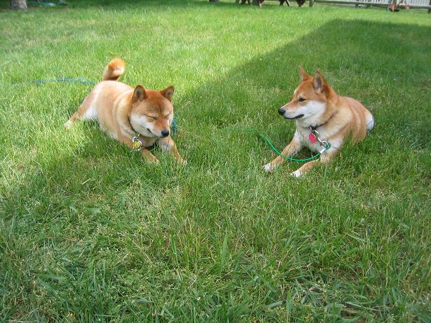In the Yard