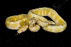 AlbinoBallPythons001