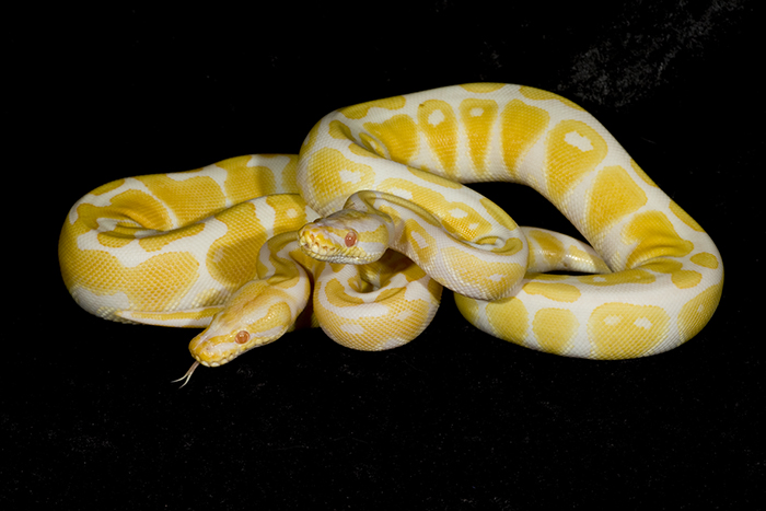 AlbinoBallPythons001