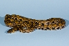 BrazilianRainbowBoa