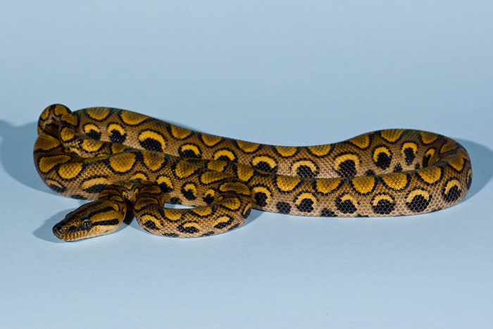 BrazilianRainbowBoa