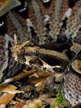Rhino Viper Portrait