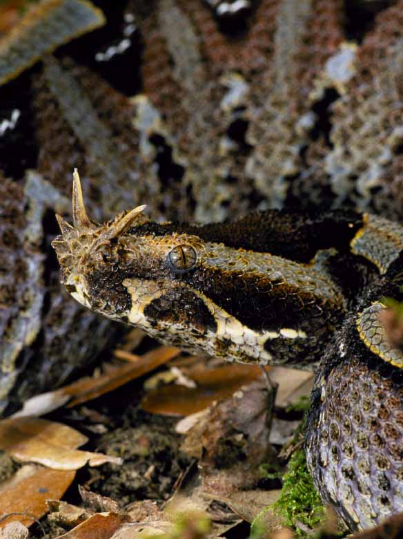 Rhino Viper Portrait
