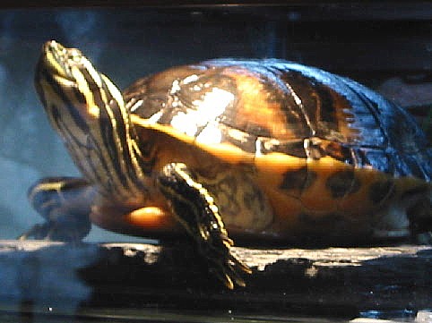 Portrait of a Cooter