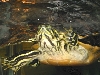 Bloopman Swimming