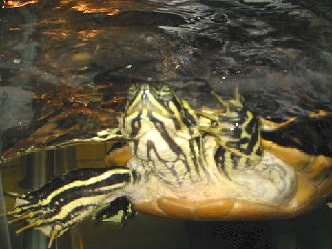 Bloopman Swimming