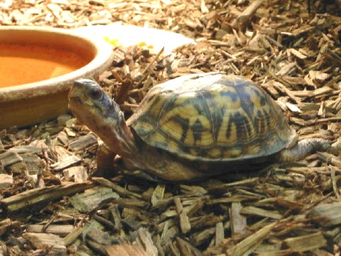 Eltrut (Eastern Box Turtle)