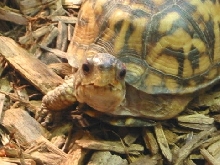 Close Up of Eltrut
