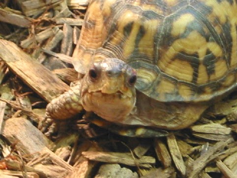 Close Up of Eltrut