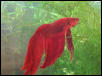 "Lava" the betta