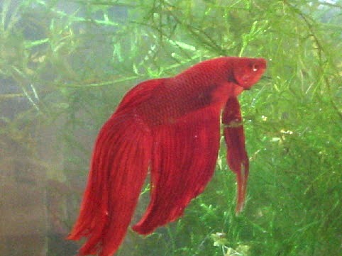 "Lava" the betta