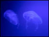 NJ Jellyfish