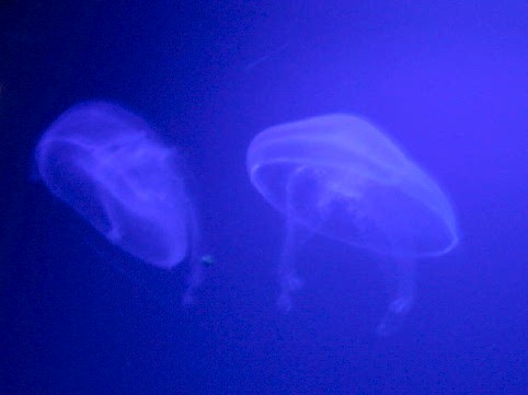 NJ Jellyfish