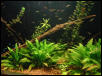 NJ Tetra Tank