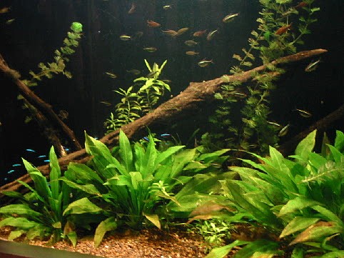 NJ Tetra Tank