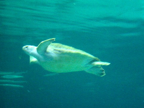Sea Turtle