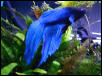 "Neptune" the betta