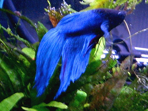 "Neptune" the betta