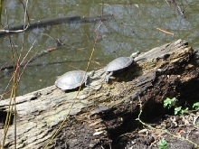 Pair of Painteds