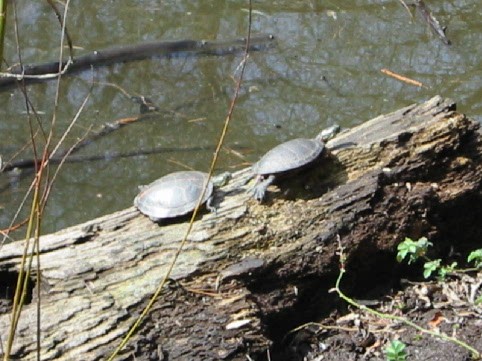 Pair of Painteds