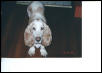 Sebastian the Wonder Dog!