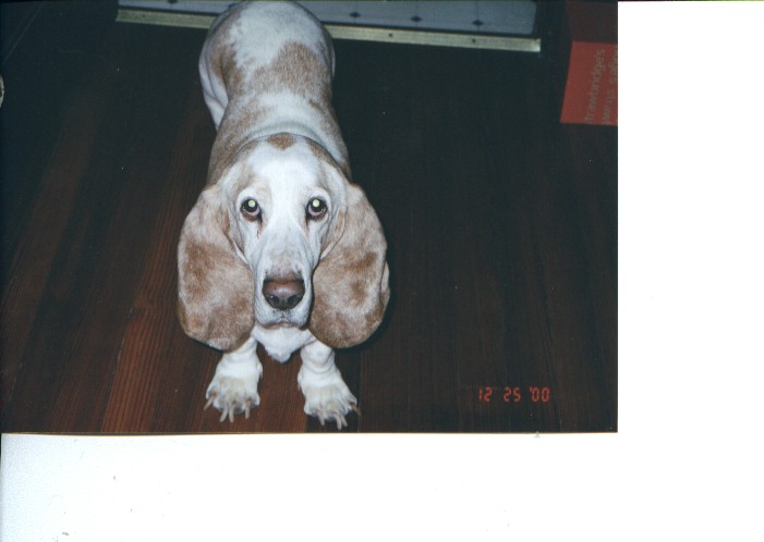 Sebastian the Wonder Dog!