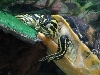 Turtle Dreams