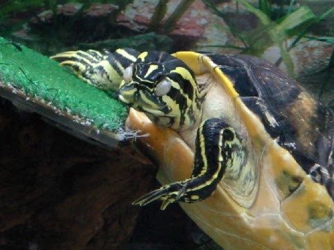 Turtle Dreams