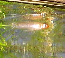 What is this Fish!?