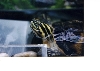 Cooter Close up