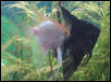 RIP Pearl  11/13/03
