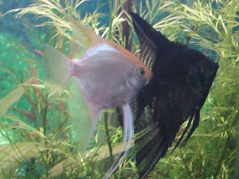 RIP Pearl  11/13/03