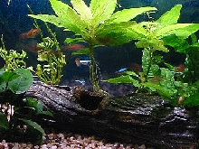 15 gallon close up