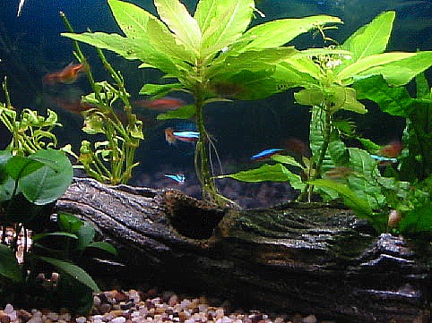 15 gallon close up