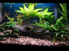 15 Gallon Briar Bush Tank